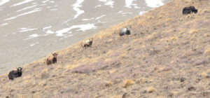 justmagd.montagne-4-1024x477-300x150 Photos Inspiration / Voyages