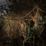 Magdeleine.FERRU_.foret-1-300x150 Photos Inspiration / Voyages