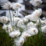 Magdeleine.FERRU_.foret-11-300x150 Photos Inspiration / Voyages
