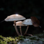 Magdeleine.FERRU_.foret-12-300x150 Photos Inspiration / Voyages