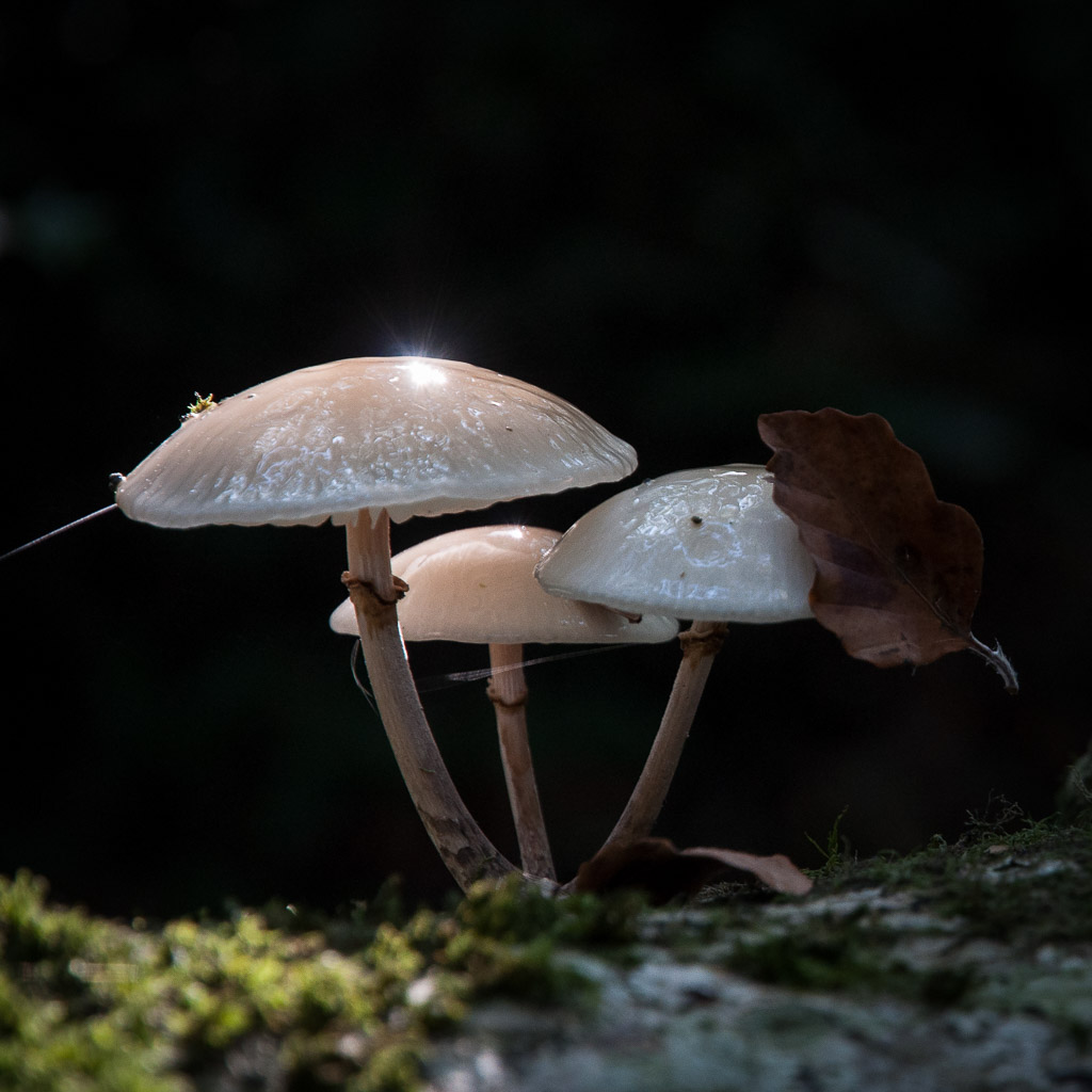 Magdeleine.FERRU_.foret-12 Forêt