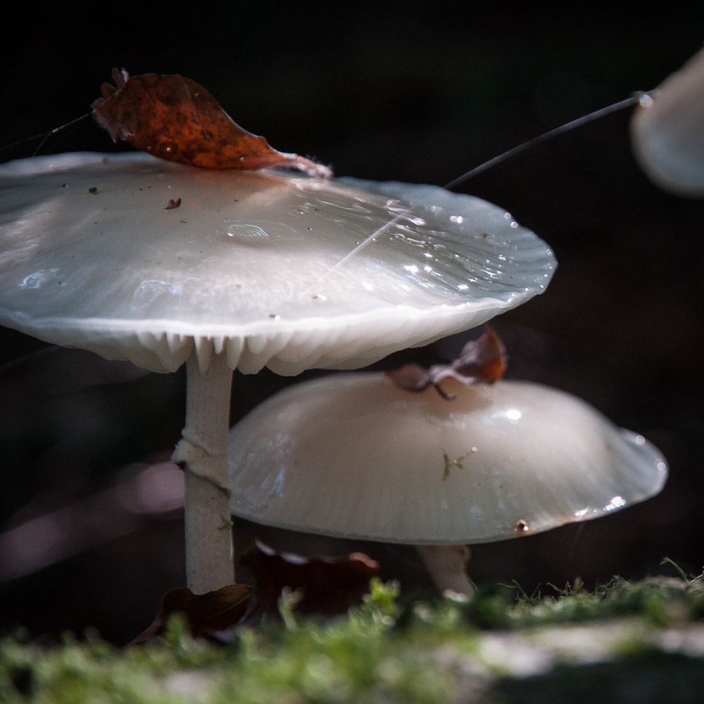Magdeleine.FERRU_.foret-13 Forêt