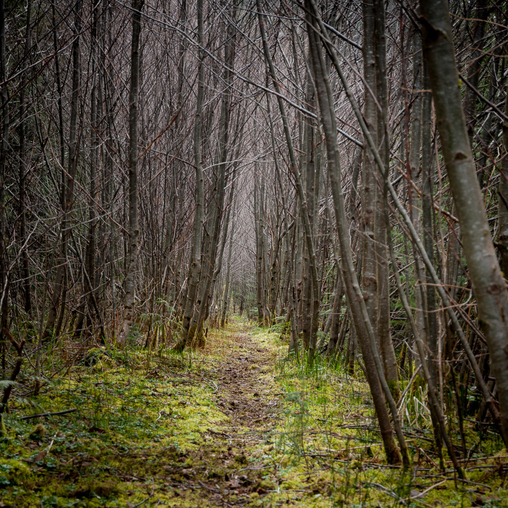 Magdeleine.FERRU_.foret-16 Forêt
