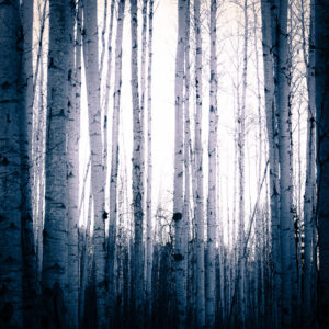 Magdeleine.FERRU_.foret-17-300x300 