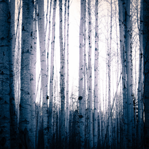 Magdeleine.FERRU_.foret-17-640x480 Forêt
