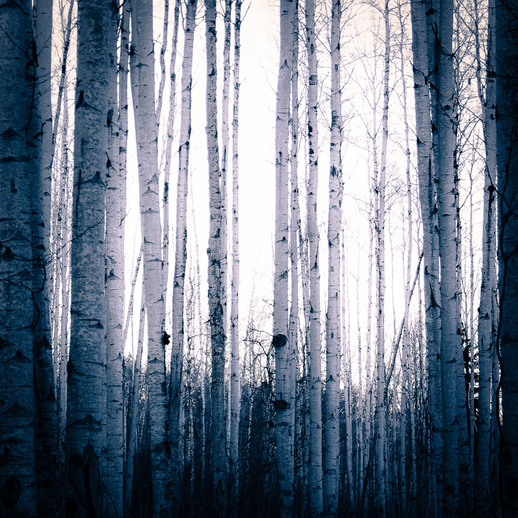 Magdeleine.FERRU_.foret-17 Forêt