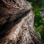 Magdeleine.FERRU_.foret-18-300x150 Photos Inspiration / Voyages