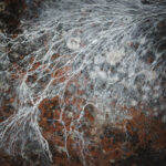 Magdeleine.FERRU_.foret-2-300x150 Photos Inspiration / Voyages