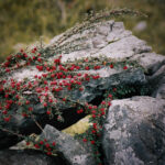 Magdeleine.FERRU_.foret-3-300x150 Photos Inspiration / Voyages