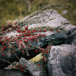 Magdeleine.FERRU_.foret-3-300x300 