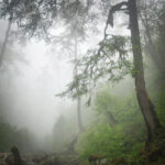 Magdeleine.FERRU_.foret-6-300x150 Photos Inspiration / Voyages