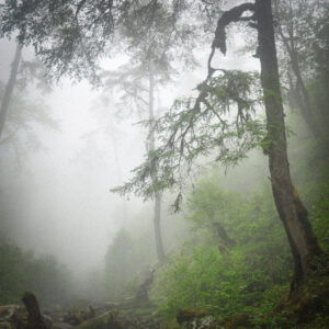 Magdeleine.FERRU_.foret-6-300x300 
