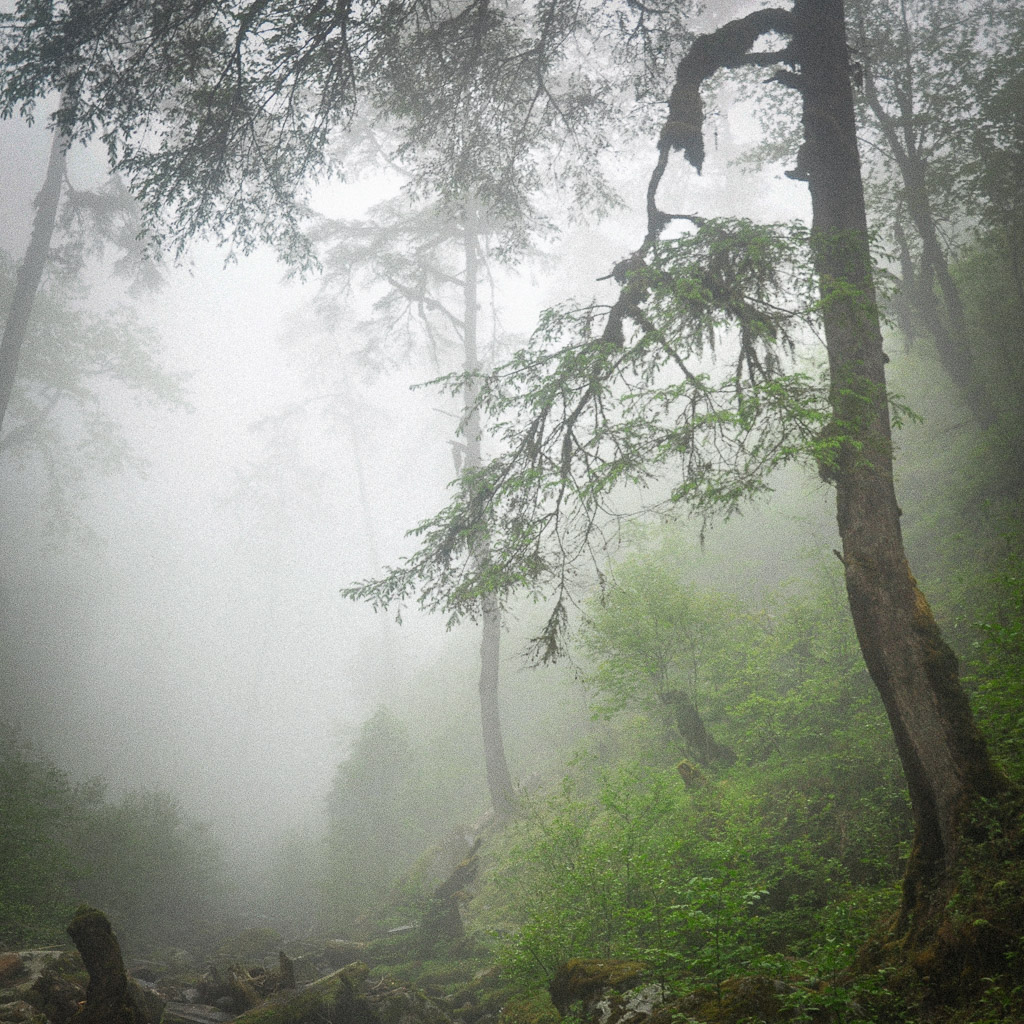 Magdeleine.FERRU_.foret-6 Forêt