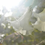 Magdeleine.FERRU_.foret-7-300x150 Photos Inspiration / Voyages