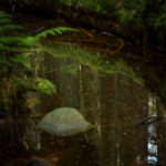 Magdeleine.FERRU_.foret-8-300x150 Photos Inspiration / Voyages