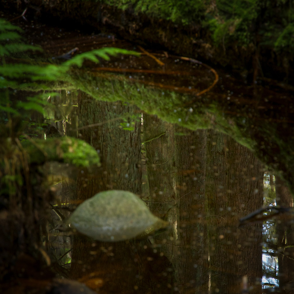 Magdeleine.FERRU_.foret-8 Forêt
