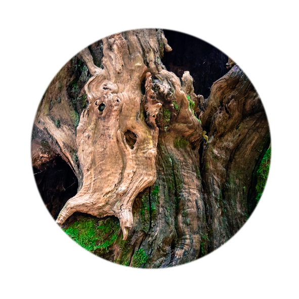 rond.foret_.tirages Home