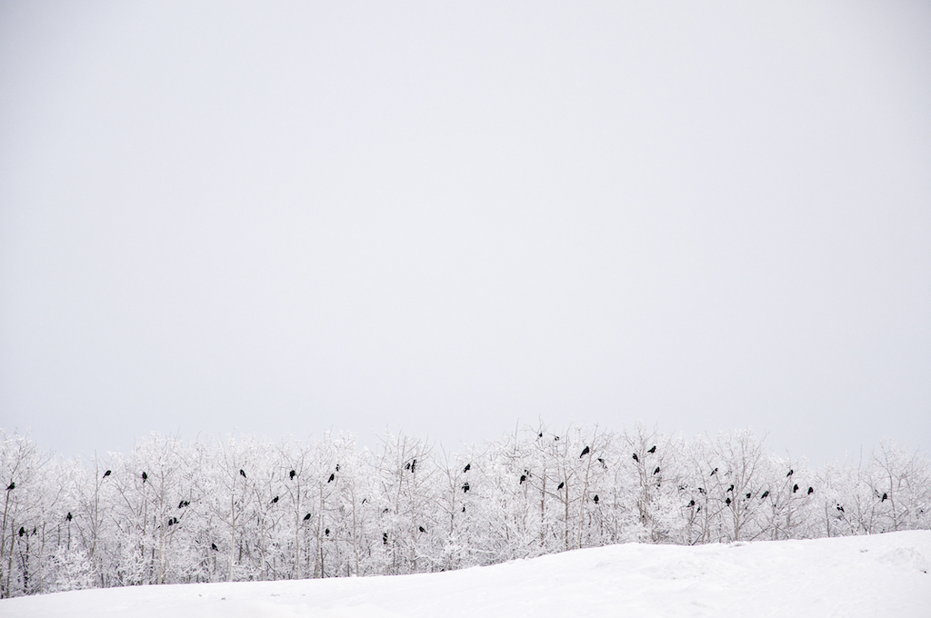 Bia _Quand la neige est cache misère