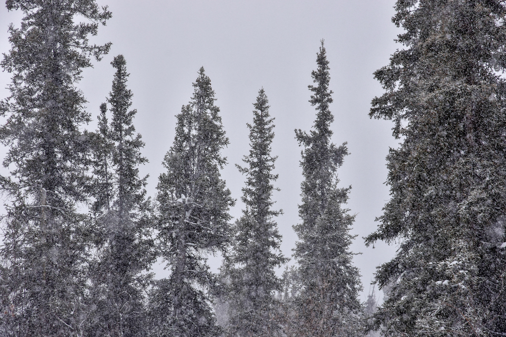 Bia _Quand la neige est cache misère