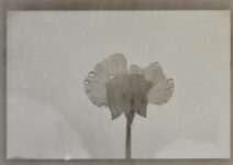 011.M.Ferru_.soeurs.sylve_-300x150 Photos / experimentation