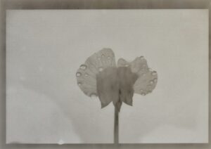 011.M.Ferru_.soeurs.sylve_-300x212 justmagd.com