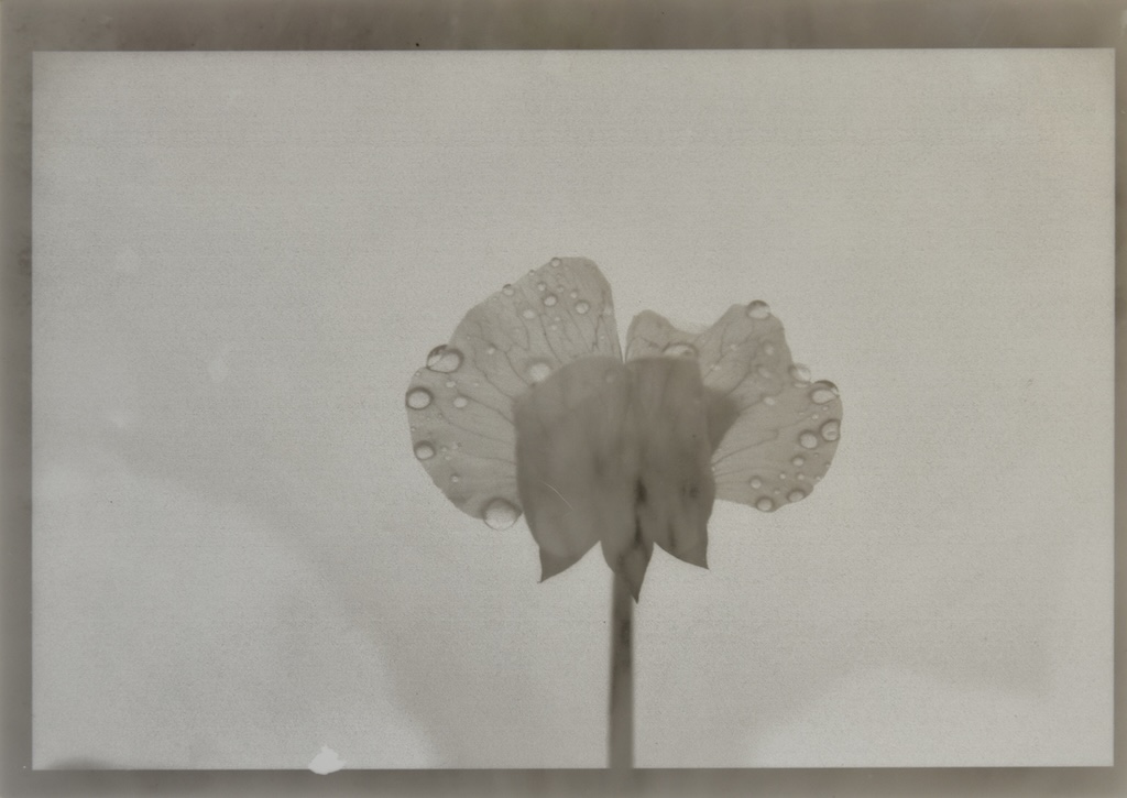 011.M.Ferru_.soeurs.sylve_ Photos / experimentation